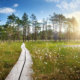 Ein Weg aus Holz führt durch ein Moor zu einer Baumgruppe