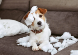 Hund sitzt auf der Couch und hält den Kopf schräg, nachdem er ein Kissen kaputt gebissen hat